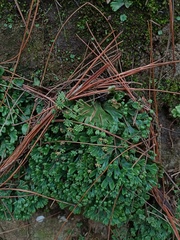 Marchantia