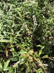 Persicaria glabra