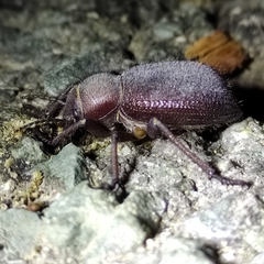Tenebrionidae