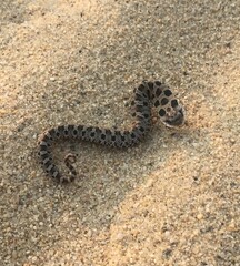 Heterodon platirhinos