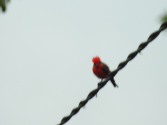 Pyrocephalus rubinus