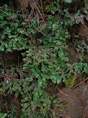 Marchantia
