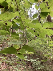Celtis tenuifolia