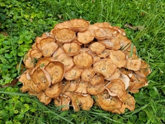 Desarmillaria tabescens