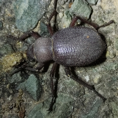 Tenebrionidae