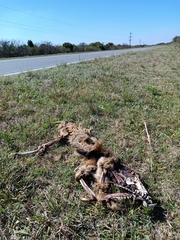 Lycalopex gymnocercus