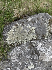 Protoparmeliopsis muralis