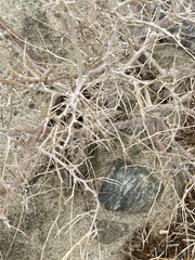 Psorothamnus schottii