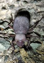 Tenebrionidae