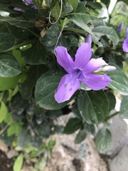 Ruellia simplex