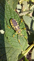 Armillatus