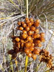 Juncus acutus