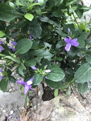 Ruellia simplex