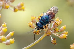 Chrysis inaequalis