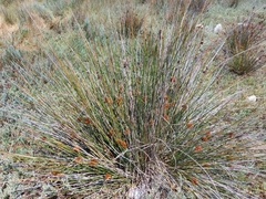 Juncus acutus