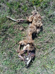 Lycalopex gymnocercus