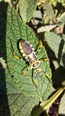 Armillatus