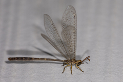 Clathroneuria schwarzi