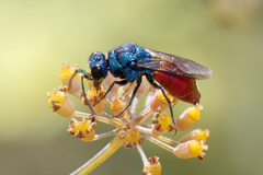 Chrysis inaequalis