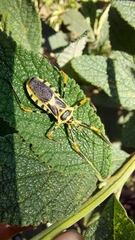 Armillatus