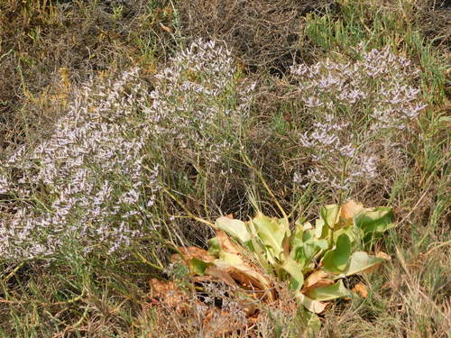 iNaturalist observation photo of Sea-Lavenders