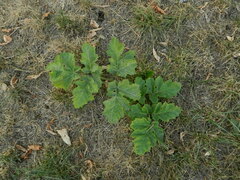Heracleum sosnowskyi