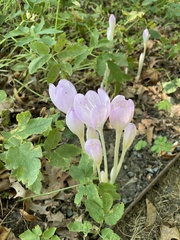 Colchicum