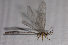 Clathroneuria schwarzi