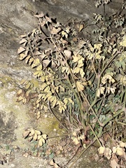 Pseudofumaria lutea
