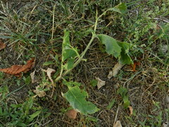 Heracleum sosnowskyi