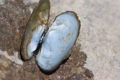 Ortmanniana ligamentina