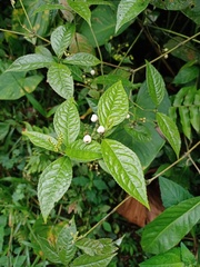 Chloranthus elatior