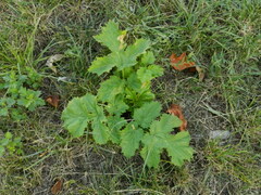 Heracleum sosnowskyi