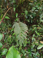 Pteris