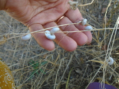 Xeropicta derbentina