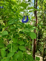 Clitoria ternatea