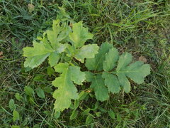 Heracleum sosnowskyi