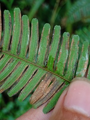 Pteris