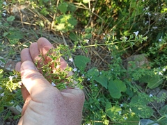 Clinopodium nepeta