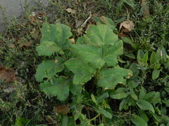 Heracleum sosnowskyi