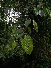 Ficus subulata