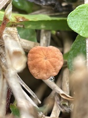 Marasmius siccus