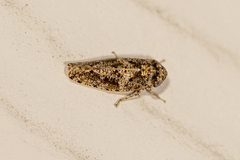 Paraphlepsius