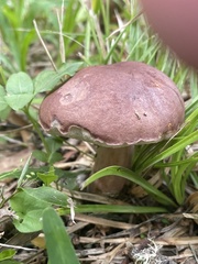 Tylopilus rubrobrunneus