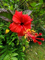 Hibiscus × archeri