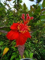 Hibiscus × archeri