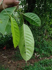 Ficus subulata