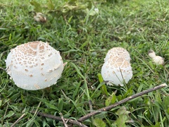 Chlorophyllum molybdites