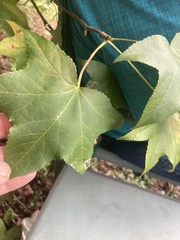 Liquidambar