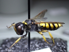 Ectemnius fossorius